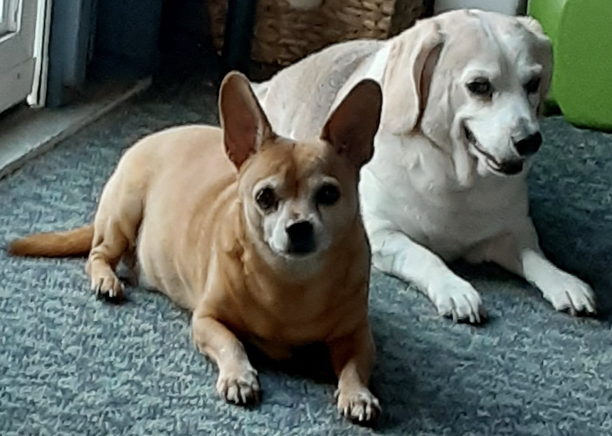 Pets